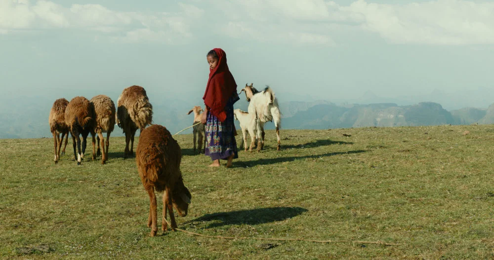 Lamb , Yared Zeleke (2015)