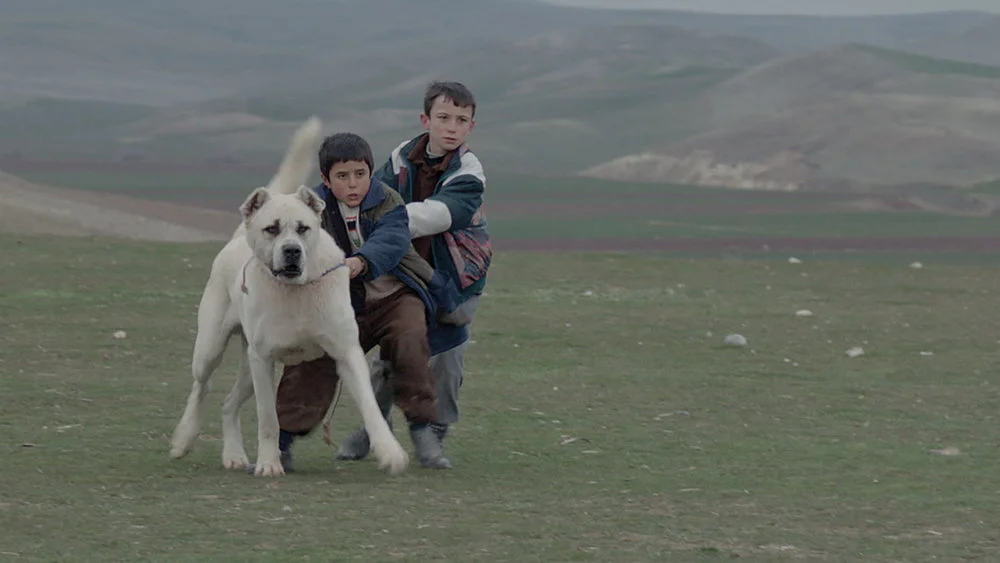 Sivas , Kaan Müjdeci (2014)