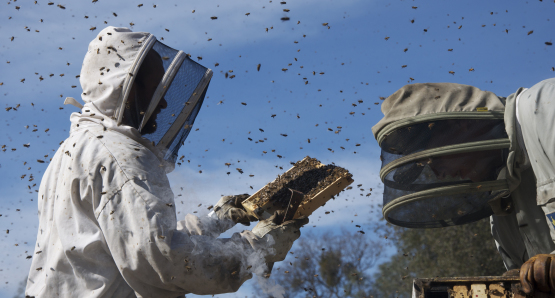 More Than Honey , Markus Imhoof (2012)