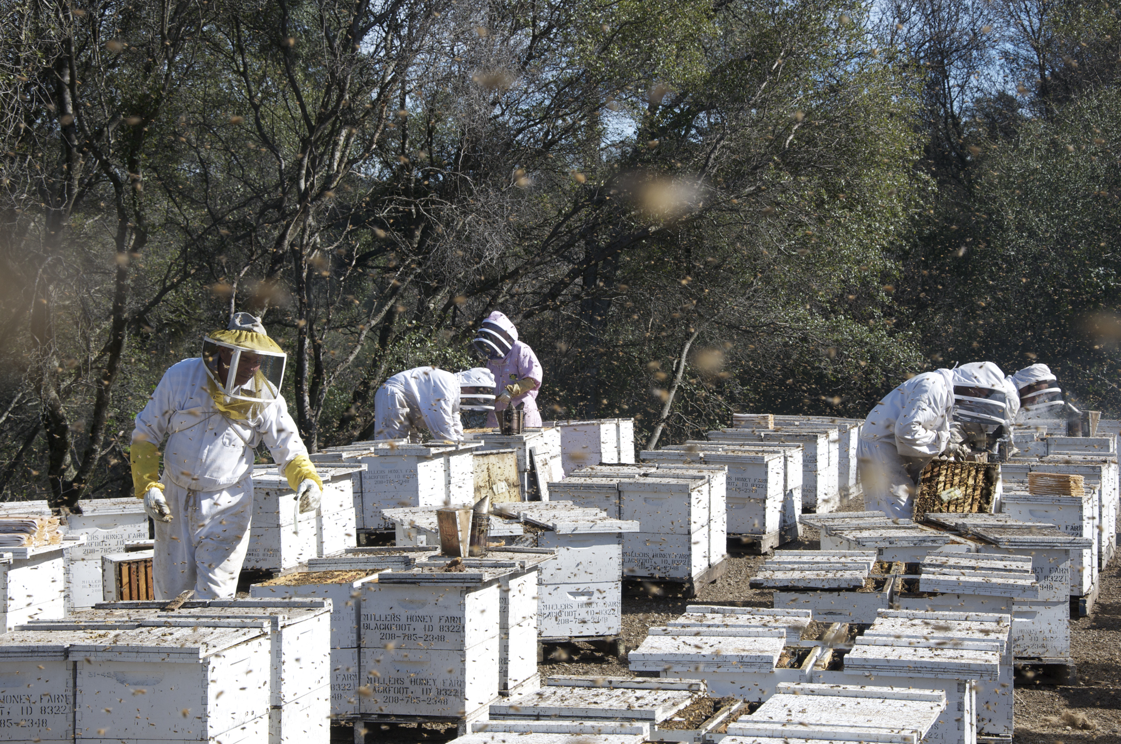 More Than Honey , Markus Imhoof (2012)