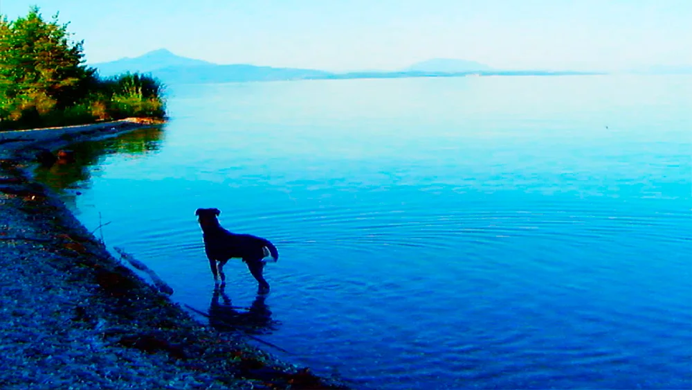 Goodbye to Language , Jean-Luc Godard (2014)