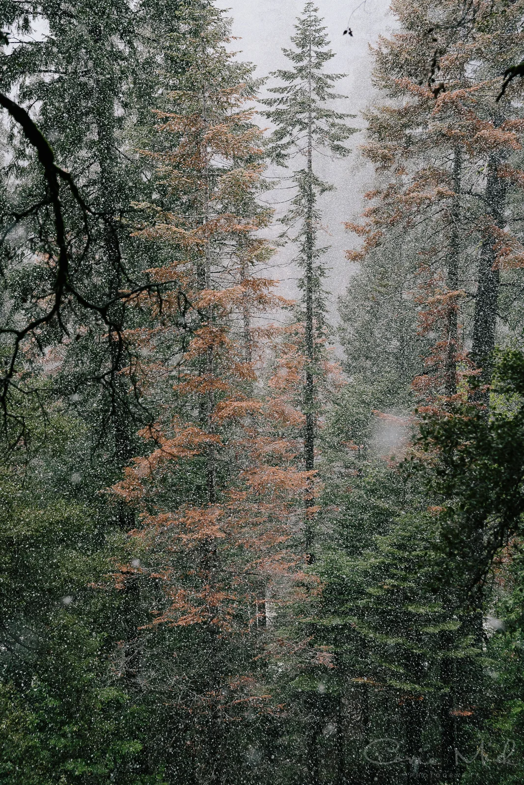 Yosemite April 2016 - Corrie Mick Photography-28.jpg