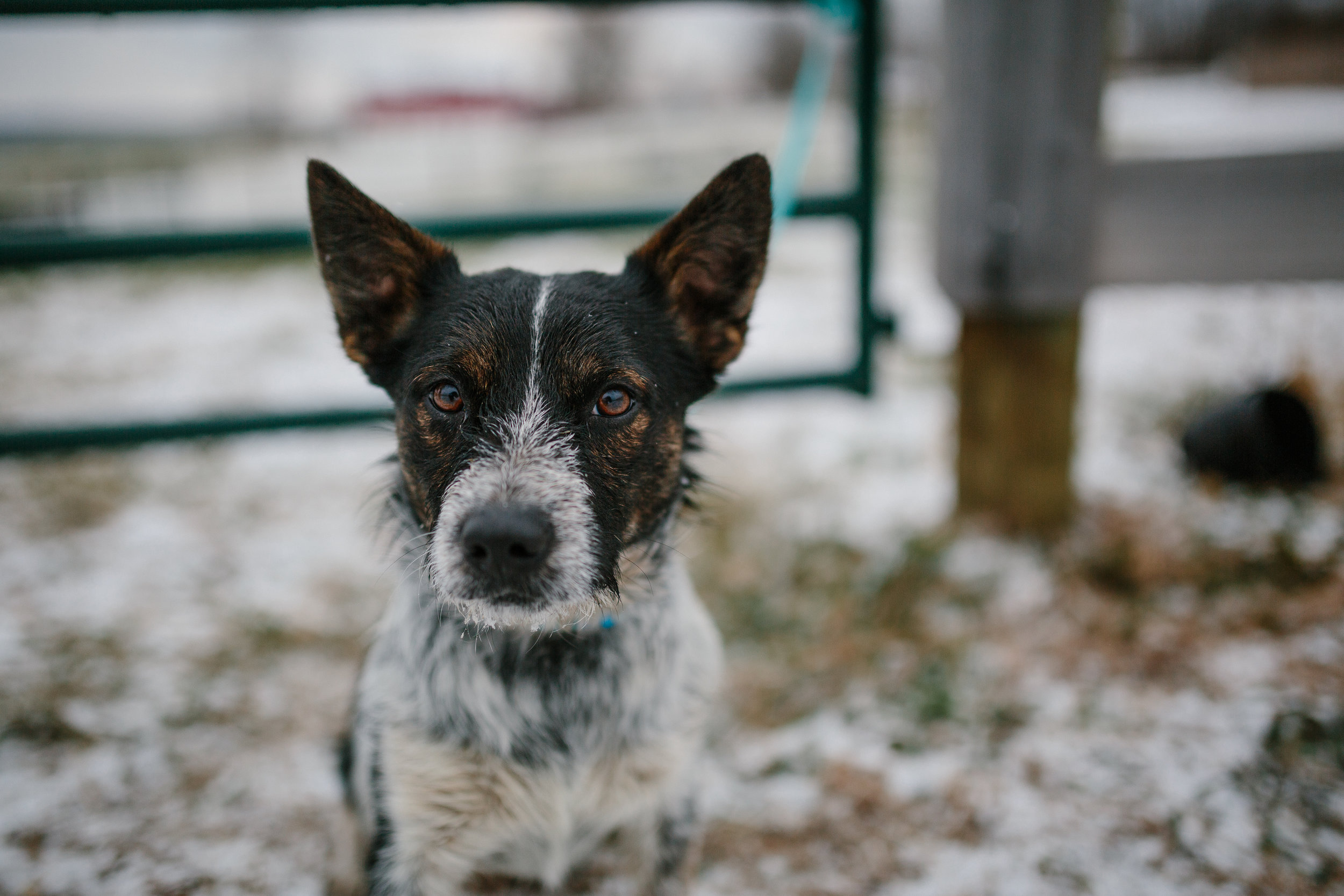 Jess & Shea at the Horse Barn in the Snow - Corrie Mick Photography-70.jpg