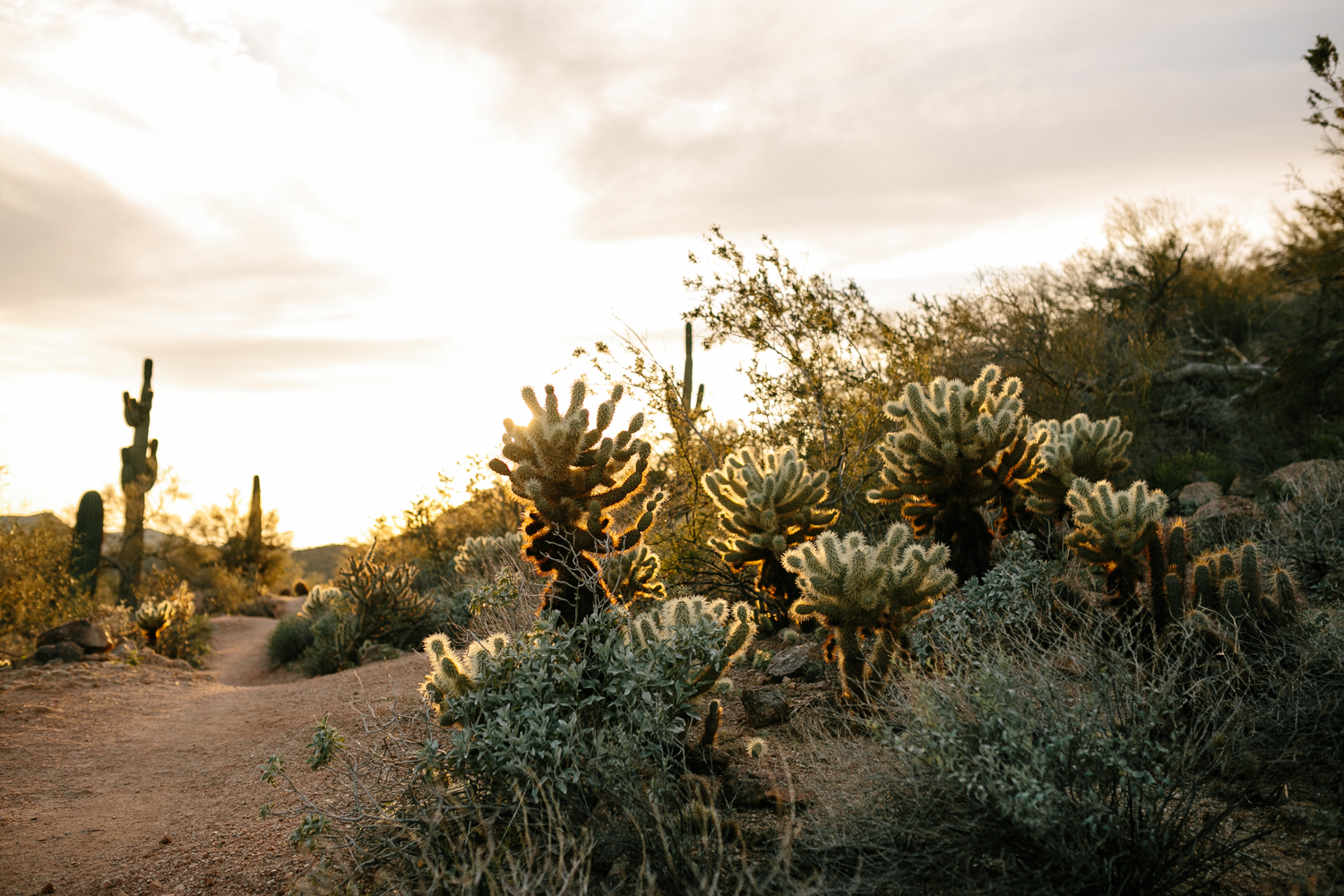 Usery Mountain Regional Park in Arizona - Corrie Mick Photography-66.jpg