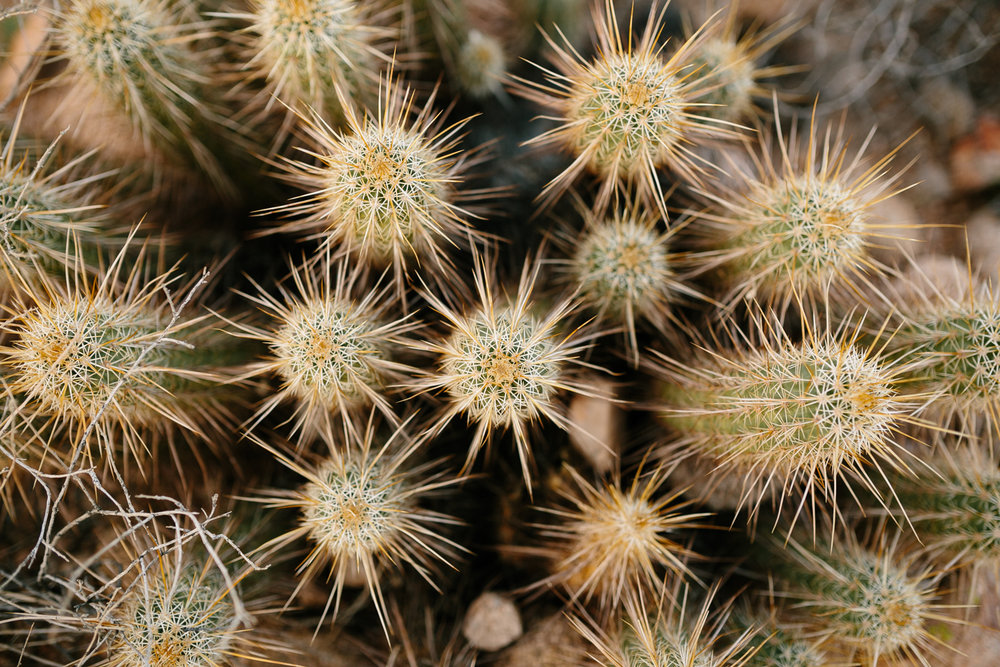 Usery Mountain Regional Park in Arizona - Corrie Mick Photography-68.jpg