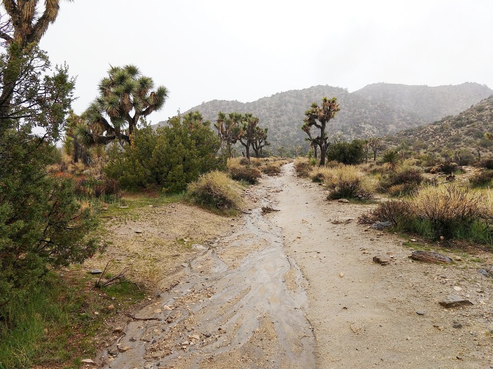 Joshua Tree in the Monsoon Rains.jpeg