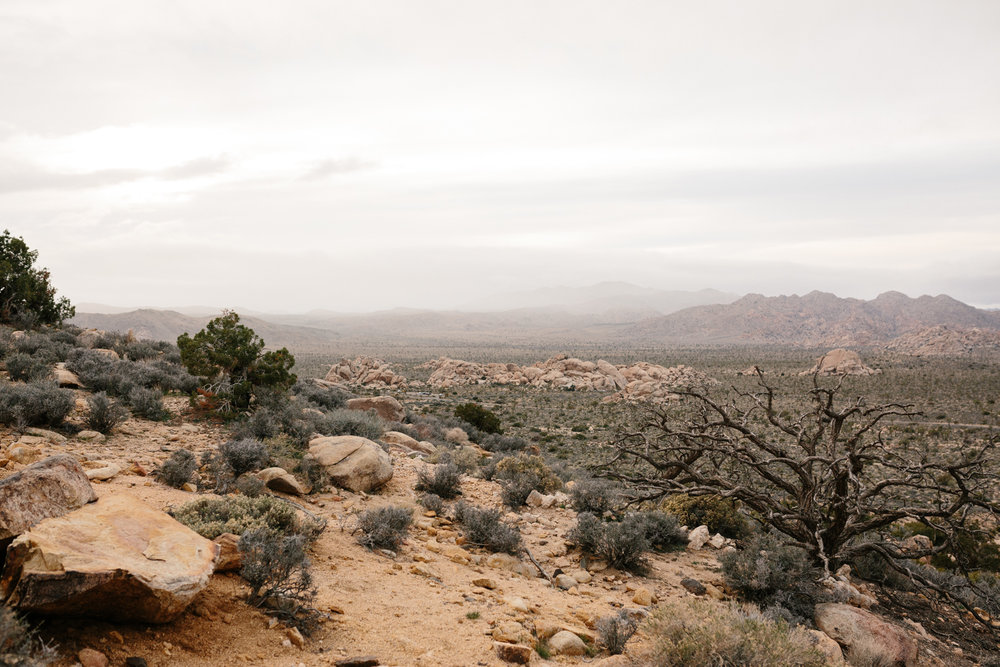 Joshua Tree National Park February 13 - Corrie Mick Photography-22.jpg