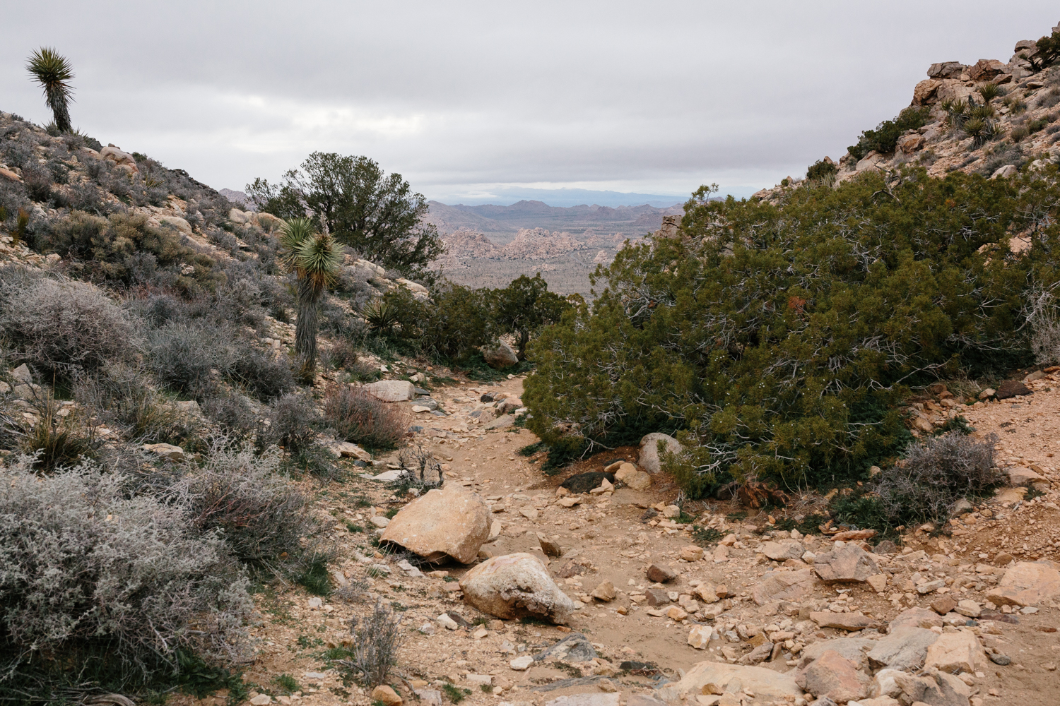 Joshua Tree National Park February 13 - Corrie Mick Photography-44.jpg