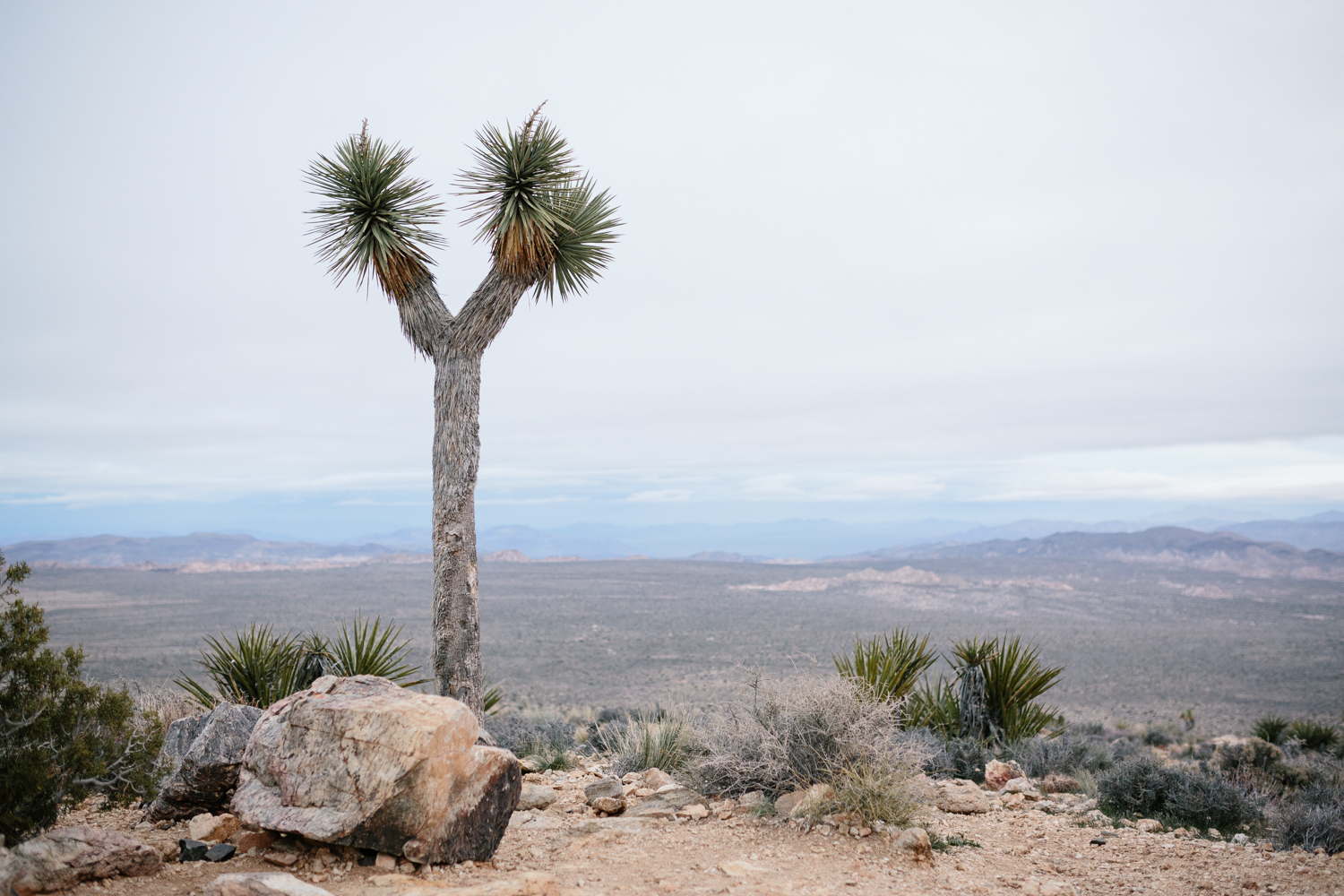 Joshua Tree National Park February 13 - Corrie Mick Photography-52.jpg