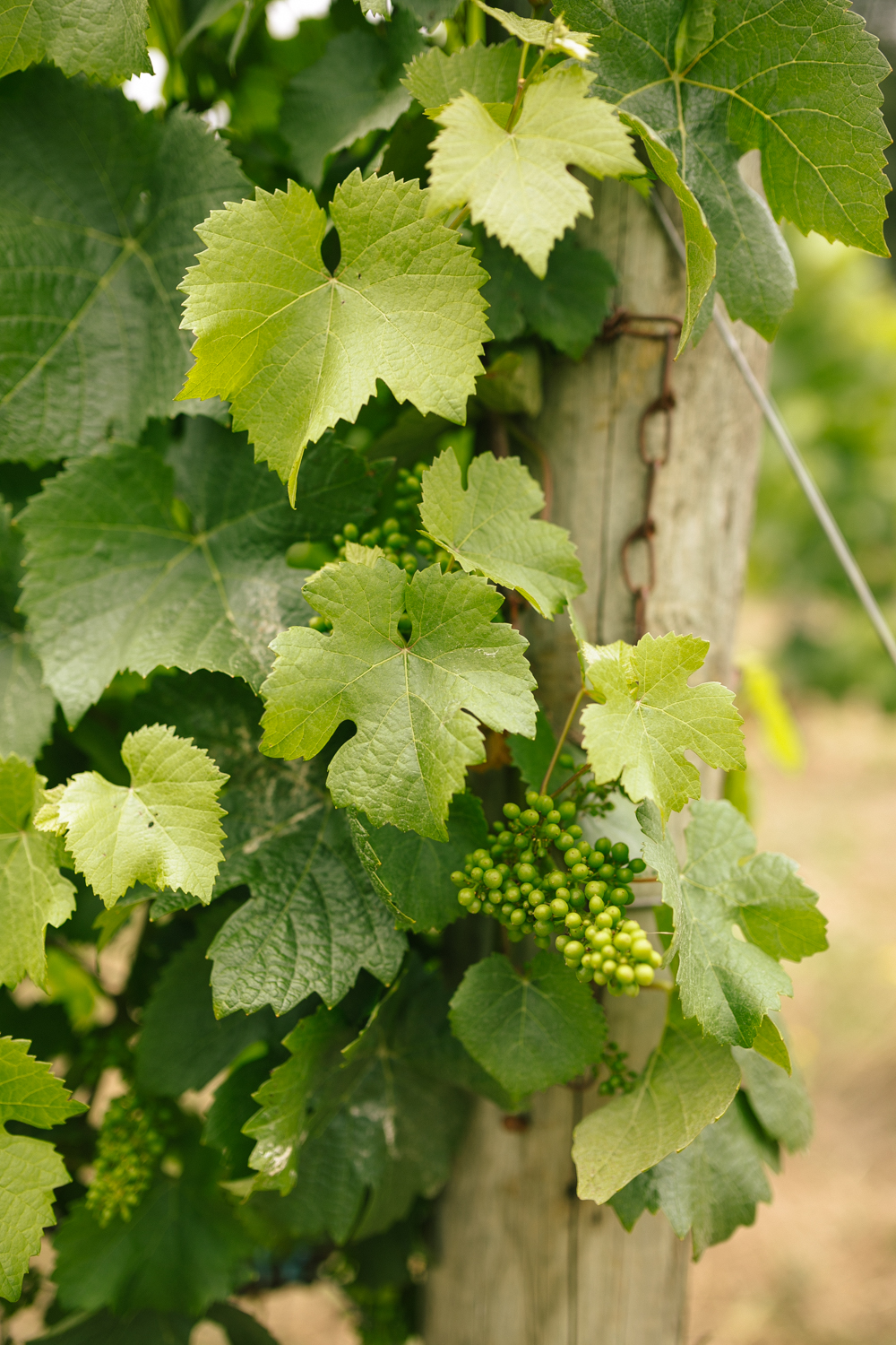 Youngberg Hill Vineyard Wedding in Wine Country Oregon - Corrie Mick Photography-236.jpg