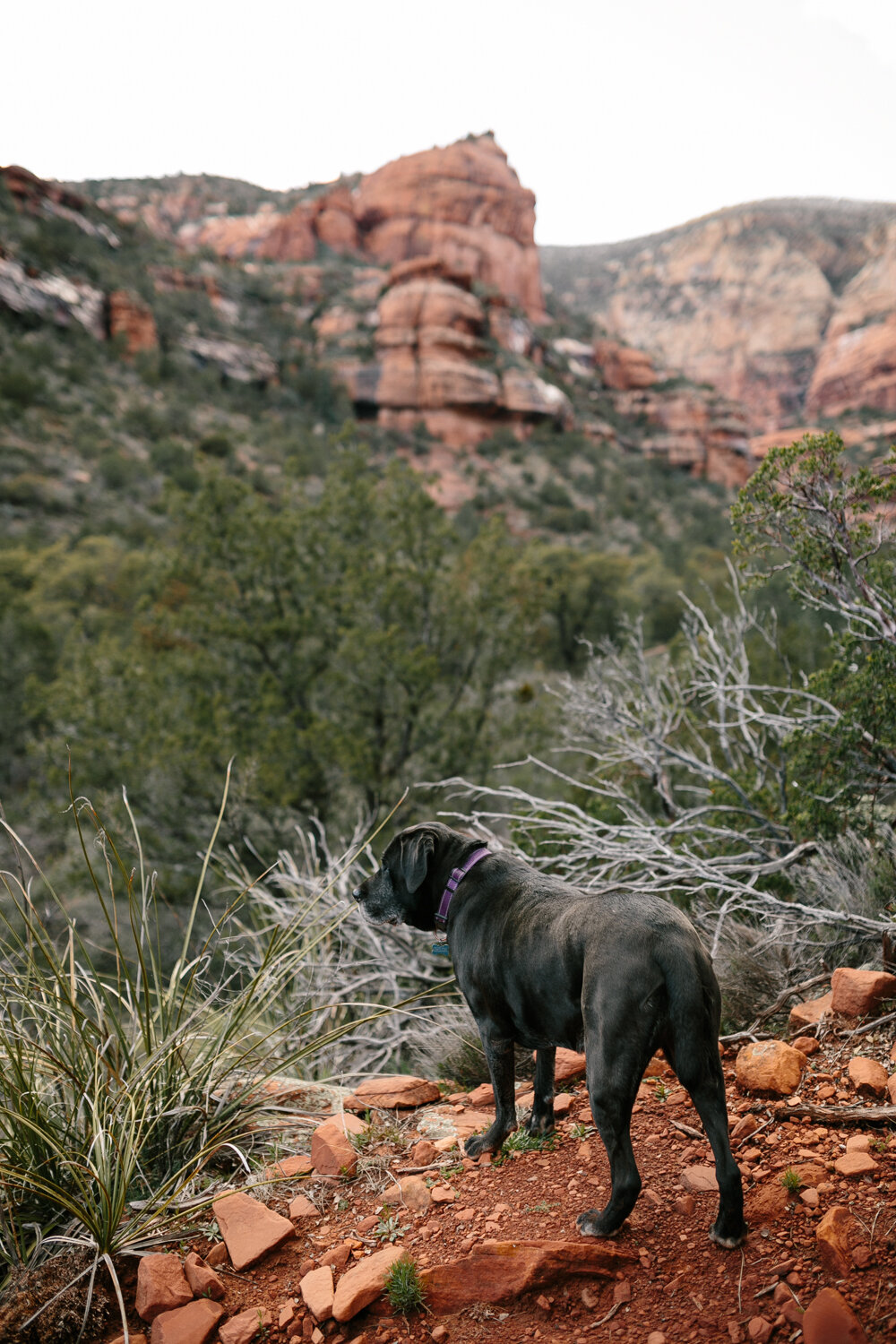 Fay Canyon, Sedona, Arizona - Corrie Mick Photography-106.jpg