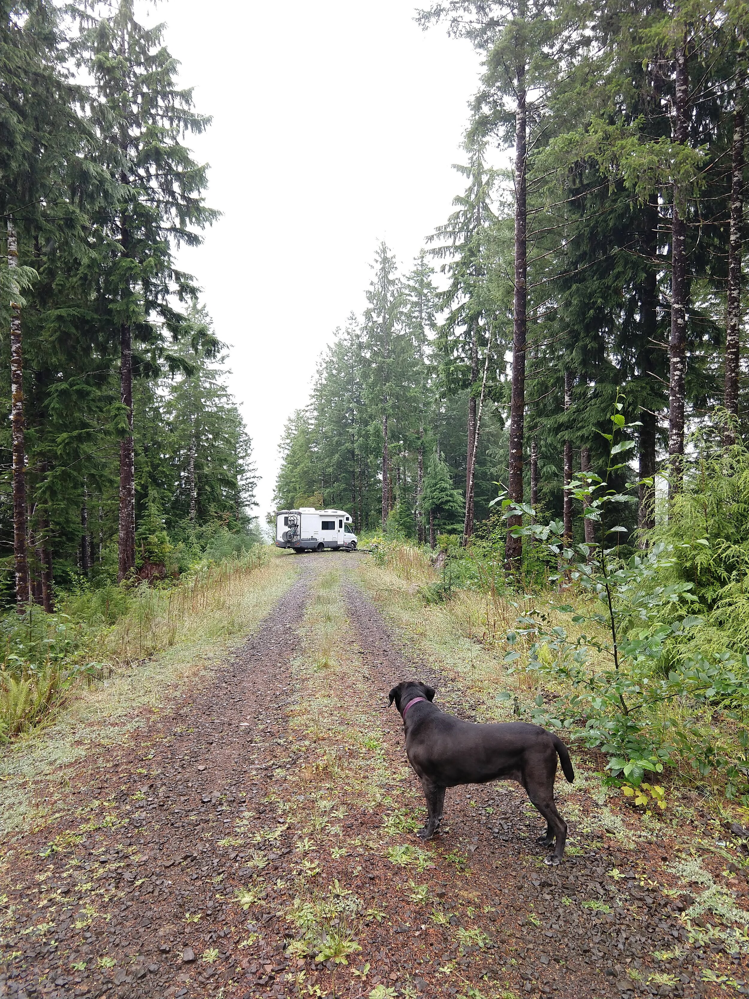 Free camping in Tillamook State Forest, Oregon.jpg