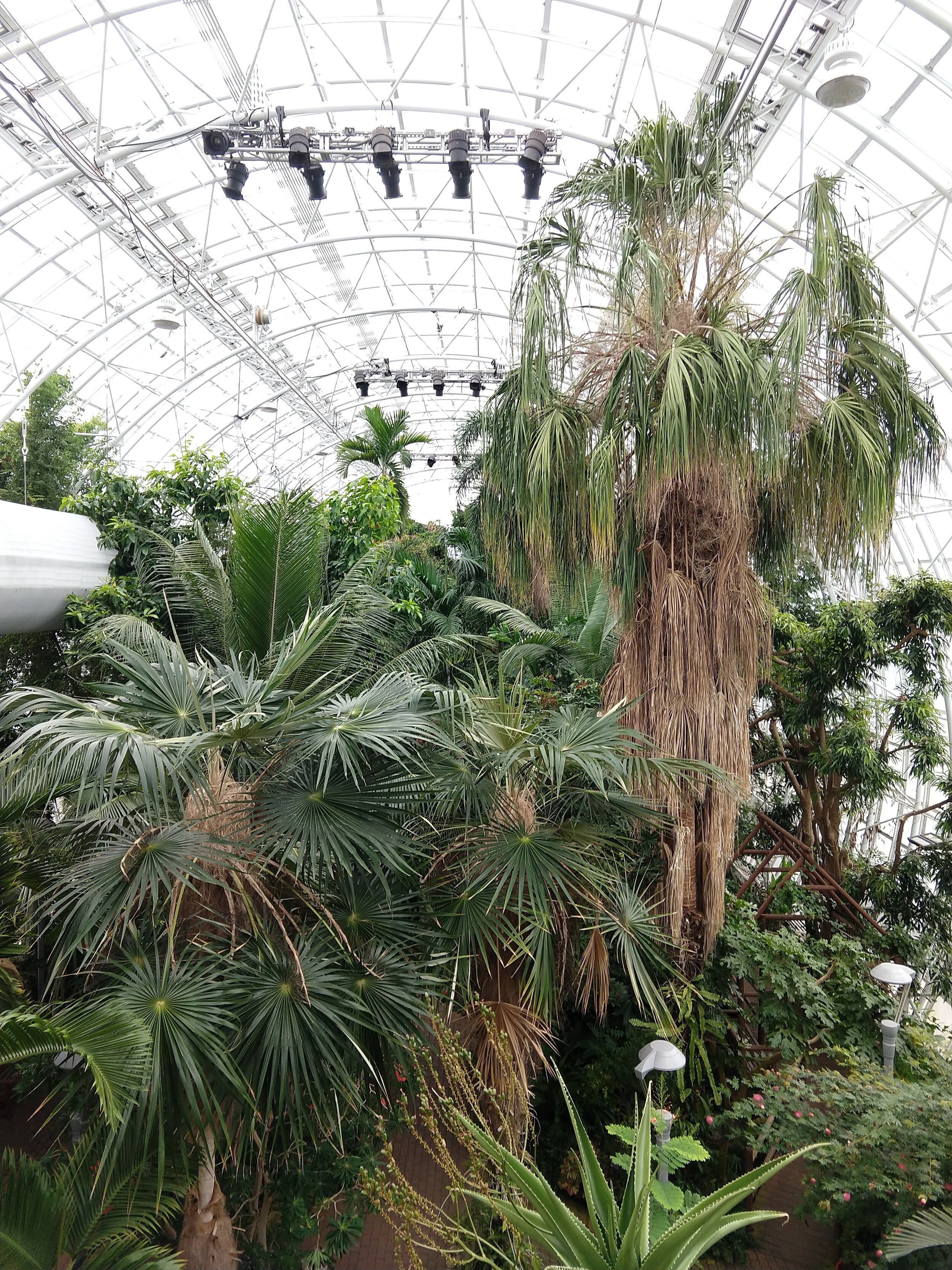 Myriad Botanical Gardens Palm Trees.jpg