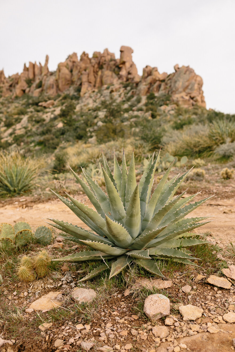 Agave on the Superstition Mountains - March 7 - Corrie Mick Photography-62.jpg