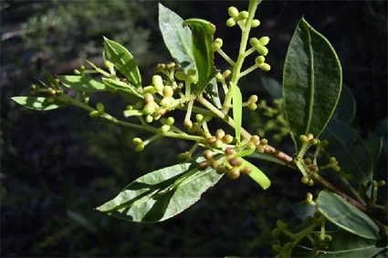 pic7.jpg
