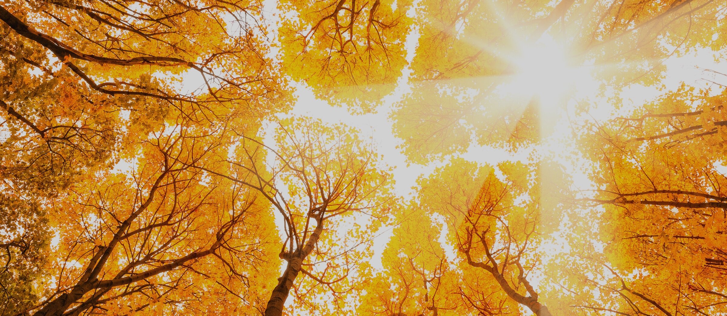 Header_Fall.jpg