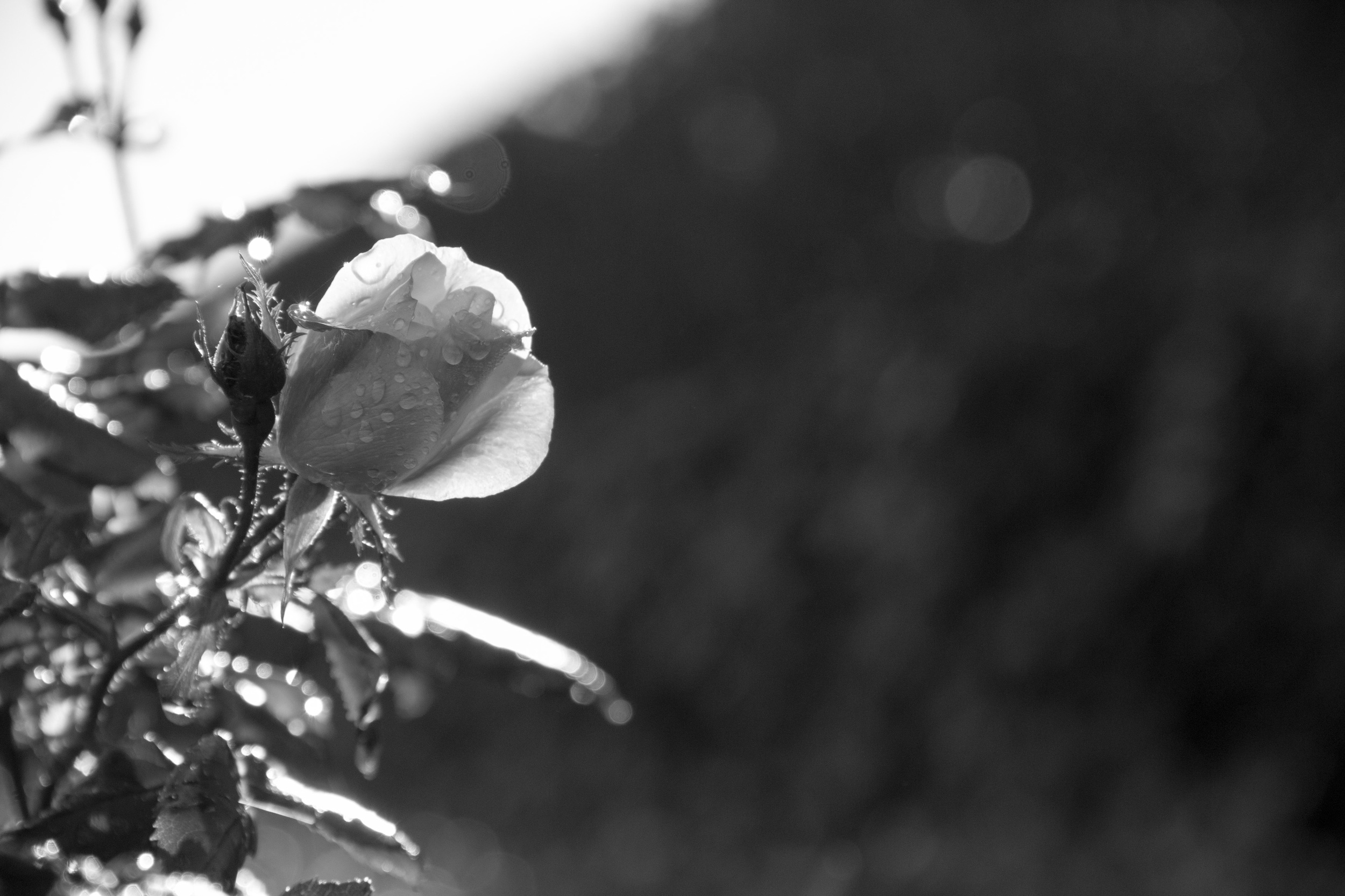 Adrienne Jeanne Photography