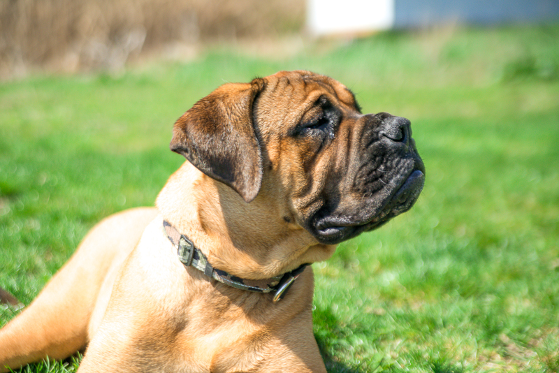 winthrop ma_bull mastiff_ma dogs_revere dogs_ belleisle_revere ma dogs (4 of 12).jpg