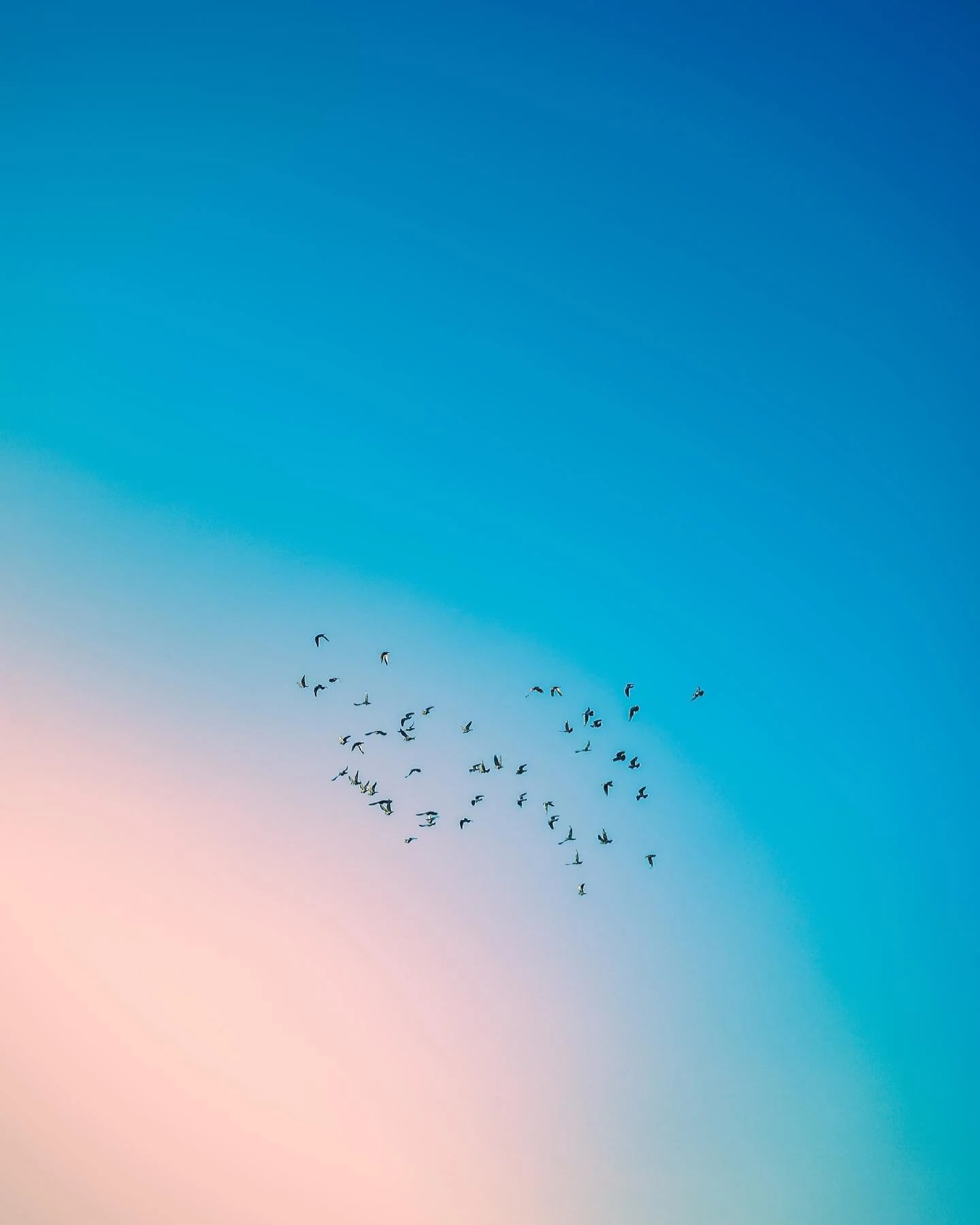 Are birds really real? Please discuss. While we&rsquo;re at it, what is your favourite harmless conspiracy theories flying around these days? 🐦 
.
.
.
.
.
.
#bluesky #birds #bird #seagulls #flying #birdsofinstagram #sunny #sunshine #flight #sunnyday