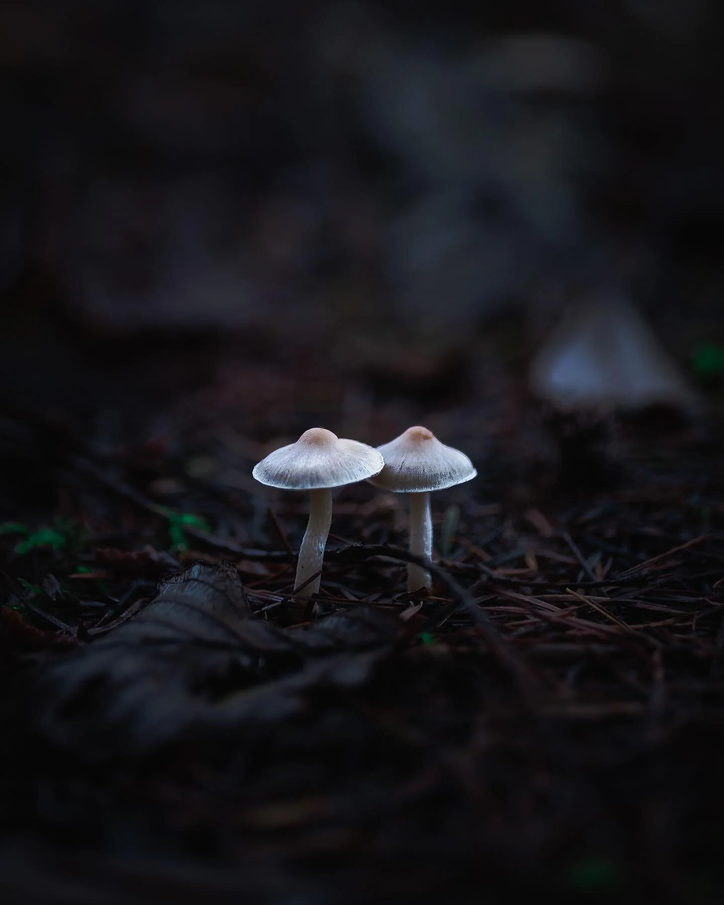 Mushrooms are friends. Thanks @badassphotos.ca for letting me use your sweet little macro lens for this shot 🤘🏻 
.
.
.
.
.
.
#fungi #fungus #mycology #fungusamongus #mushroomsociety #mushroom #mushrooms #rainforest #mushroomhunting #naturelovers #b