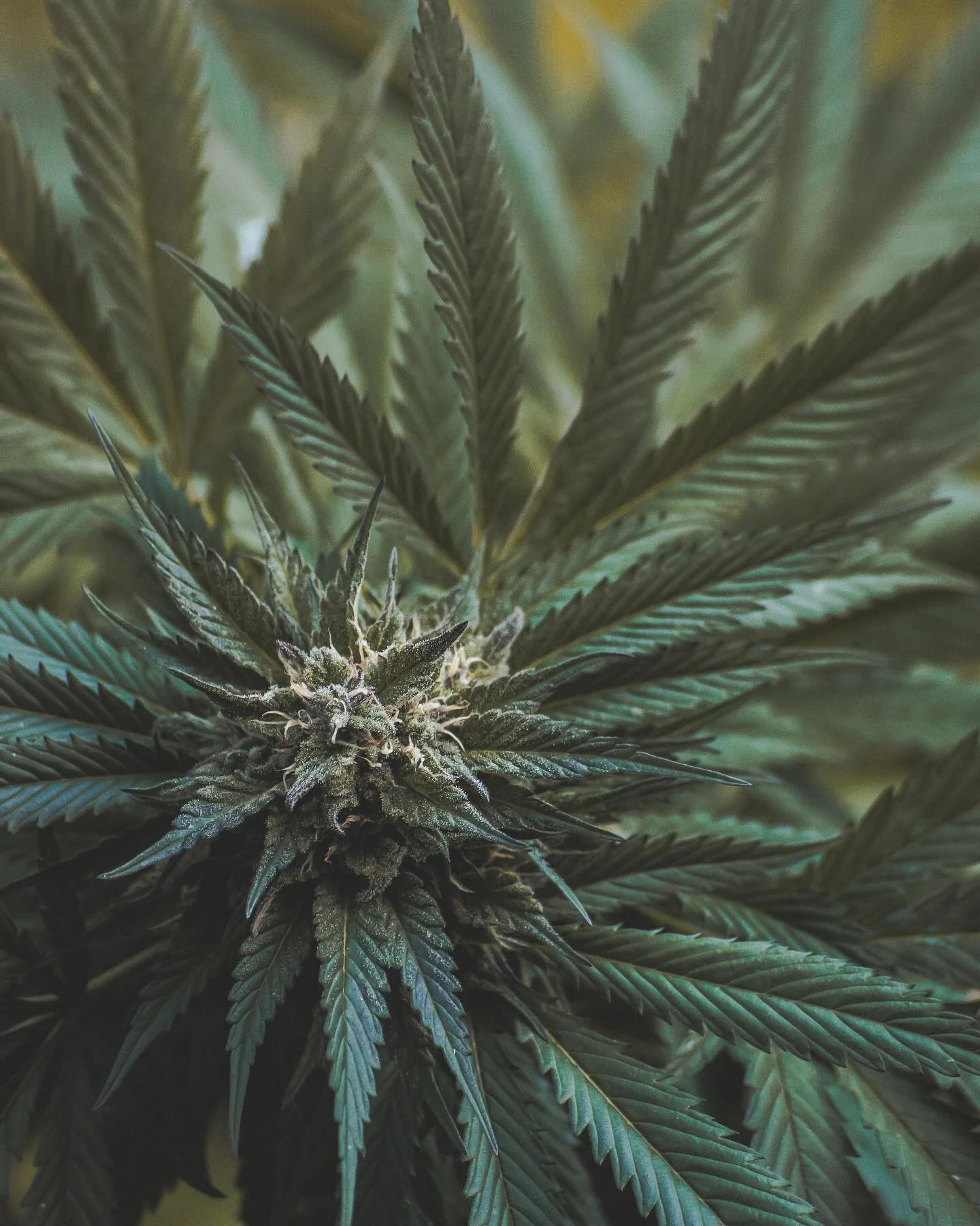 I have had this image as my phone wallpaper for a very long time.. There are lots of plants out there that I love and appreciate, but none nearly as much as cannabis 😍 I mean the effects are super nice and all but just looook at how photogenic this 