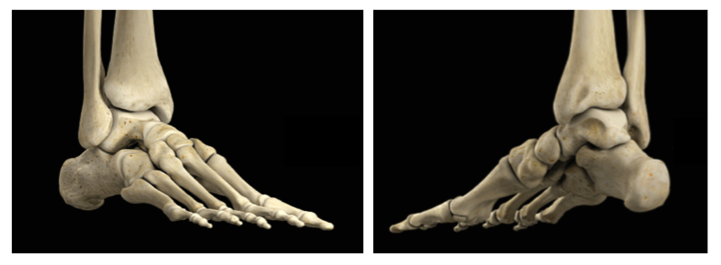 The dynamic and adaptable human foot contains 26 bones and 33 joints. Getting them moving well can help your turnout!