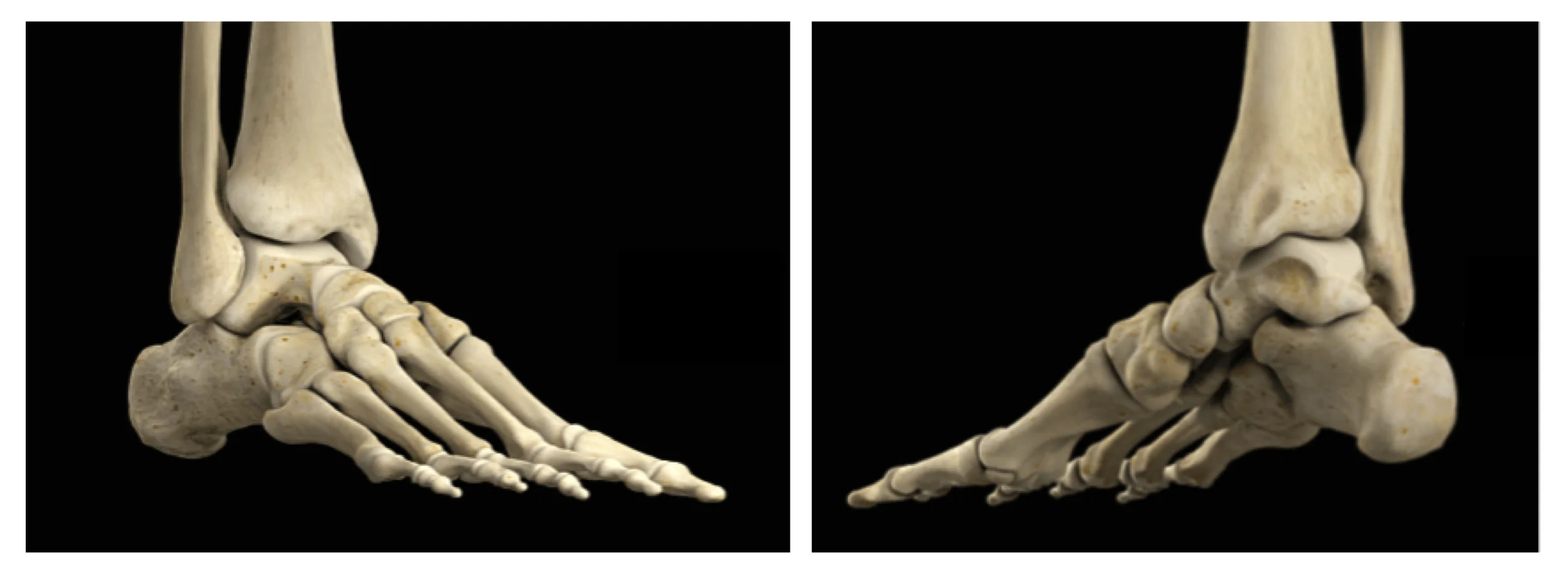 Cultivating Successful Turnout Part 2/6