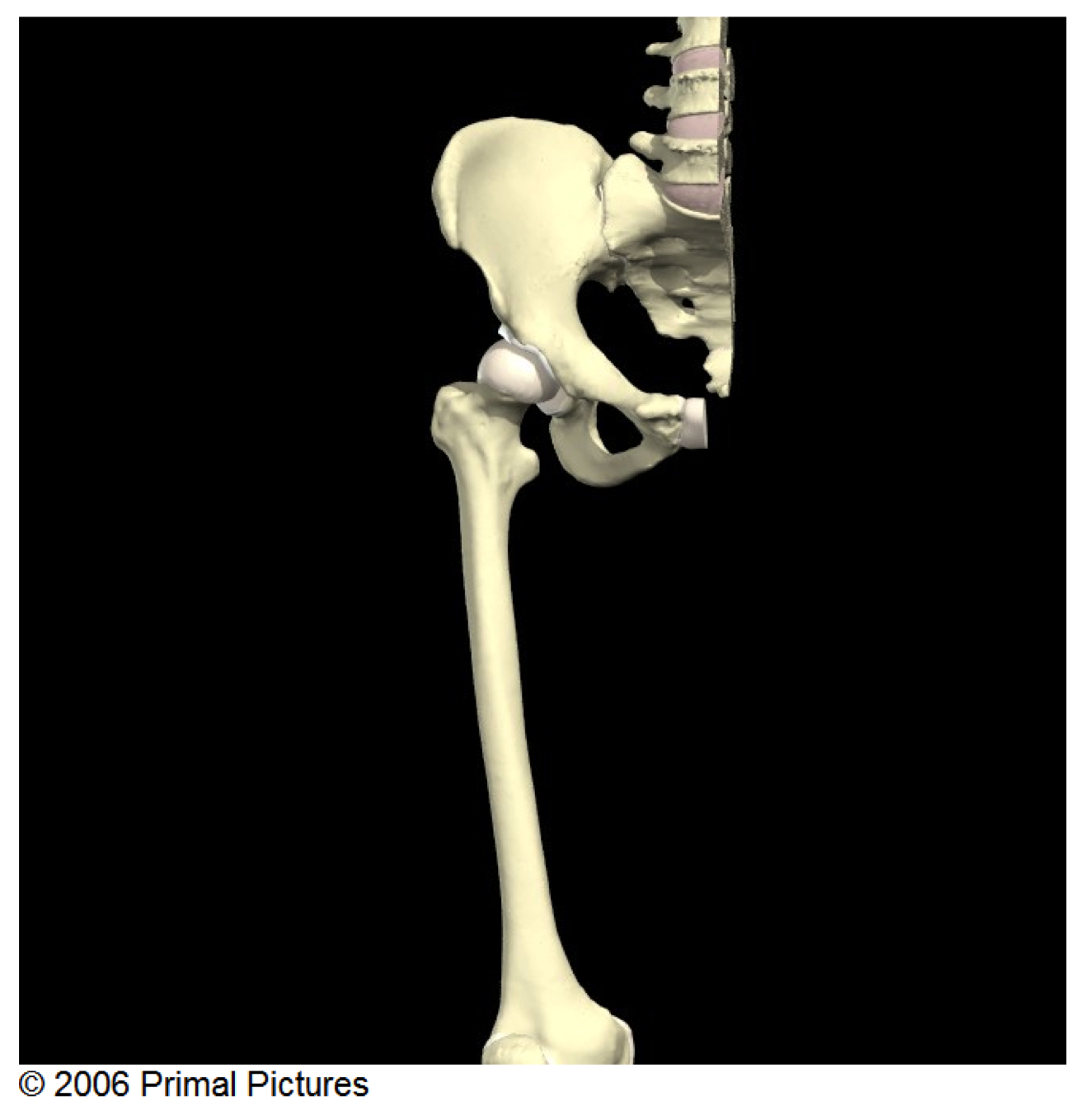 Front view of the right hip joint. 