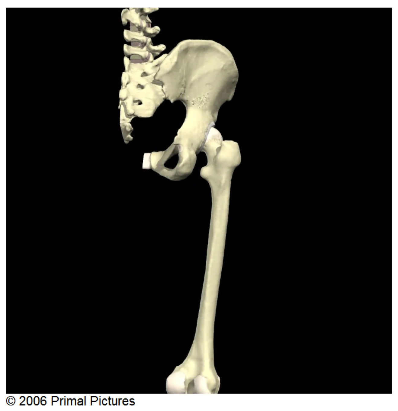 Back view of the right hip joint.