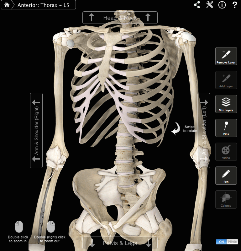 Spine and Ribcage Anterolateral View.png