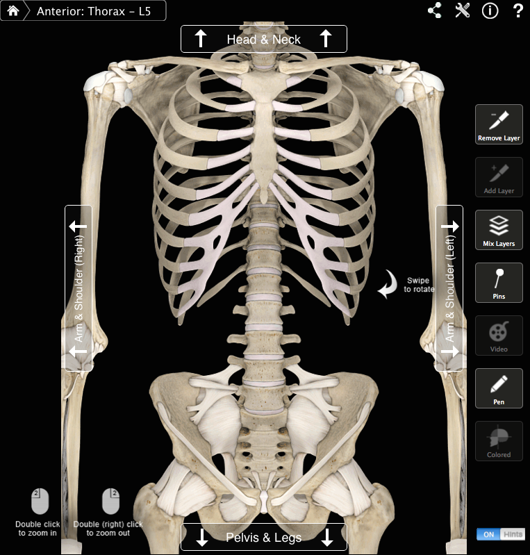 Spine and Ribcage Anterior View.png