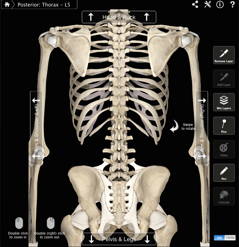 Spine and Ribcage Posterior View.png