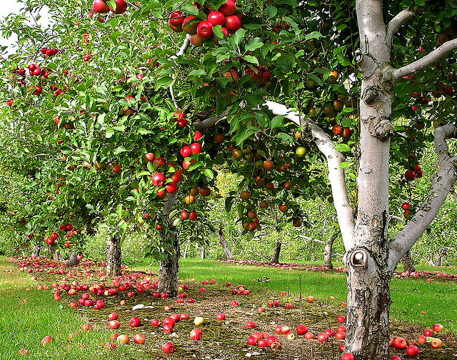  orchard row by Muffet is licensed under https://creativecommons.org/licenses/by/2.0/legalcode