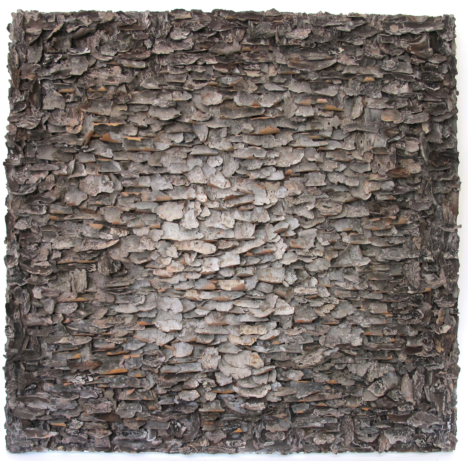   Moonshine  tree bark on canvas 36" x &nbsp;36" 