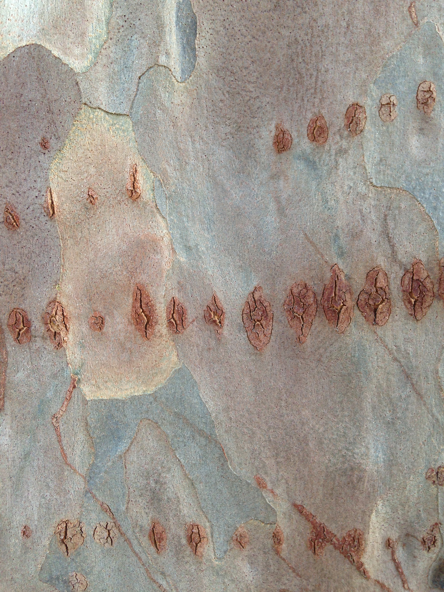  #3252&nbsp; eucalyptus bark 26" x 33" and 16" x 20" "  