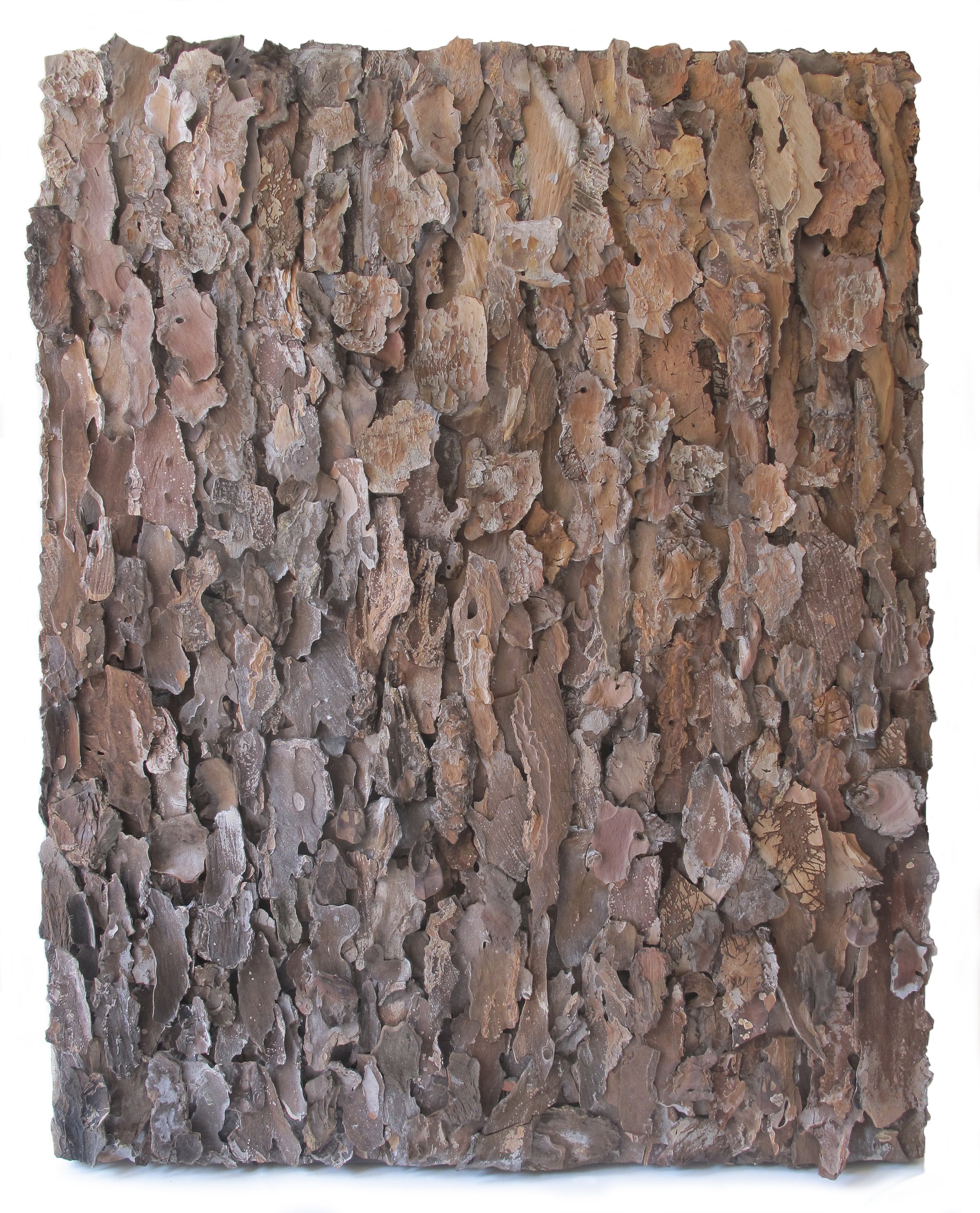   Ombrero  bark on panel 22” x 30” 
