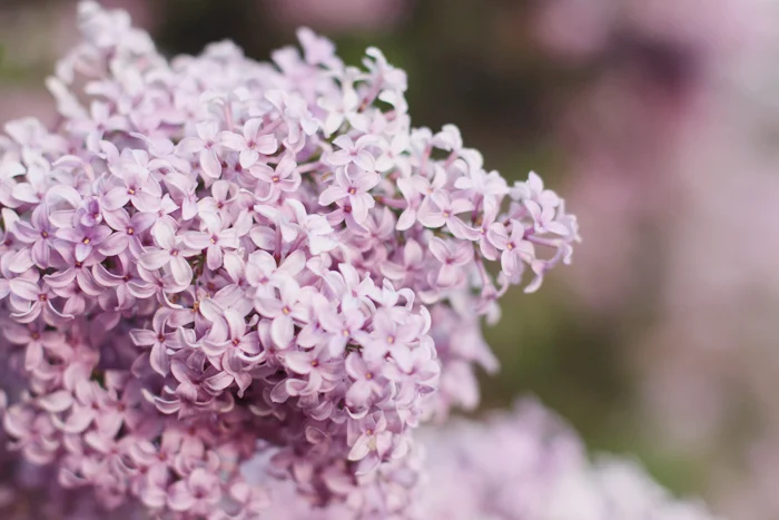 lilac8.jpg
