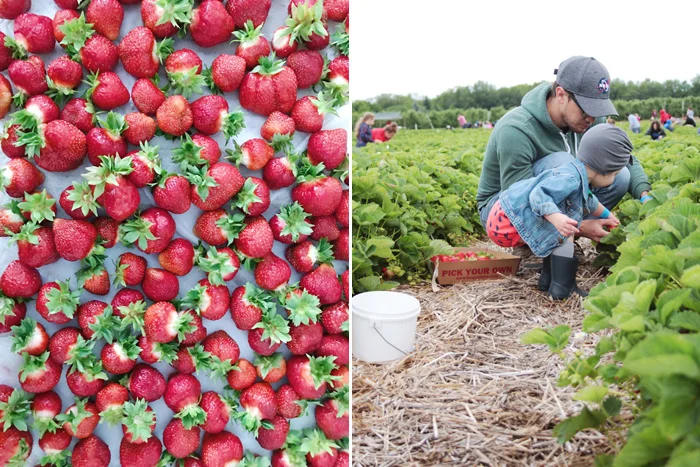 strawberries4.jpg