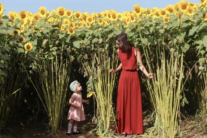 2018sunflowers11.jpg