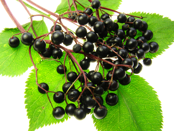 Elderberry/Sambucus nigra