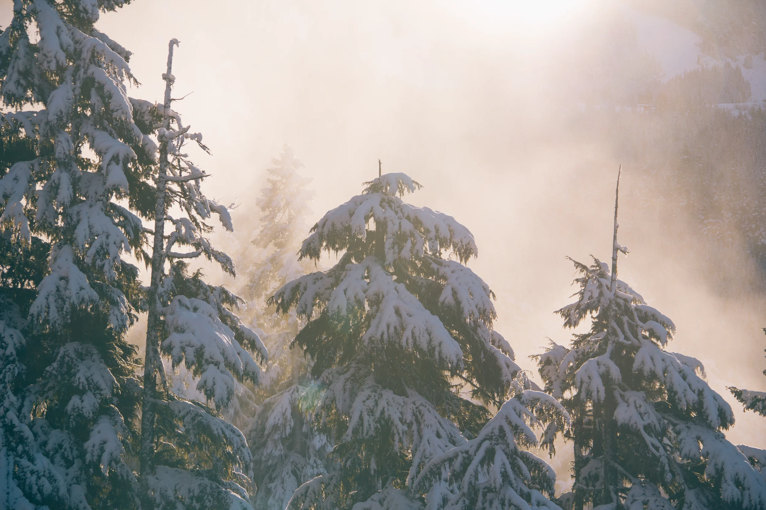 snowytrees.jpg