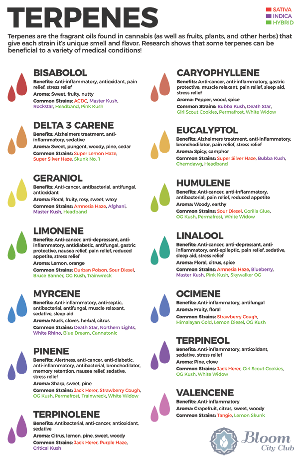 Common Terpenes In Cannabis Things Budtenders Should Know JESS HEN