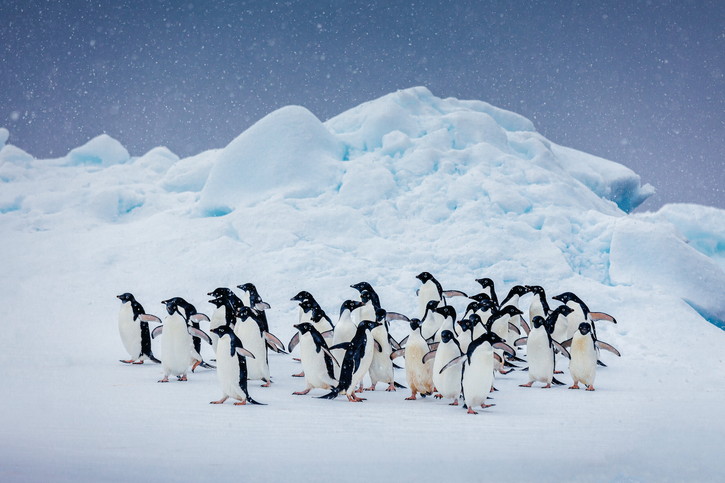 У какого пингвина всегда есть действие. Северное сияние Антарктика пингвины. Северный Пингвин. Пингвины обои. Стая пингвинов.