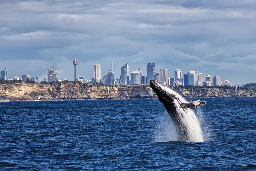 whale.jpg