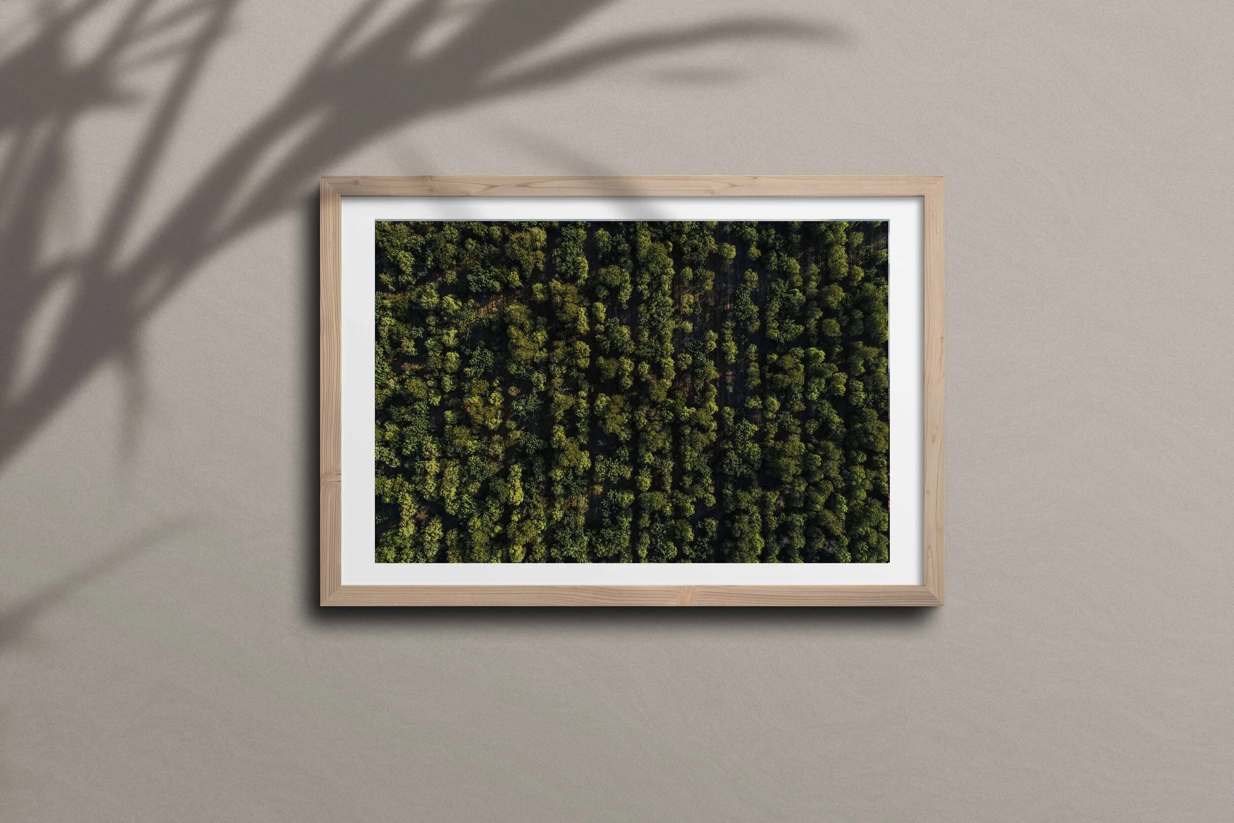 Plantations oak shadow.jpg