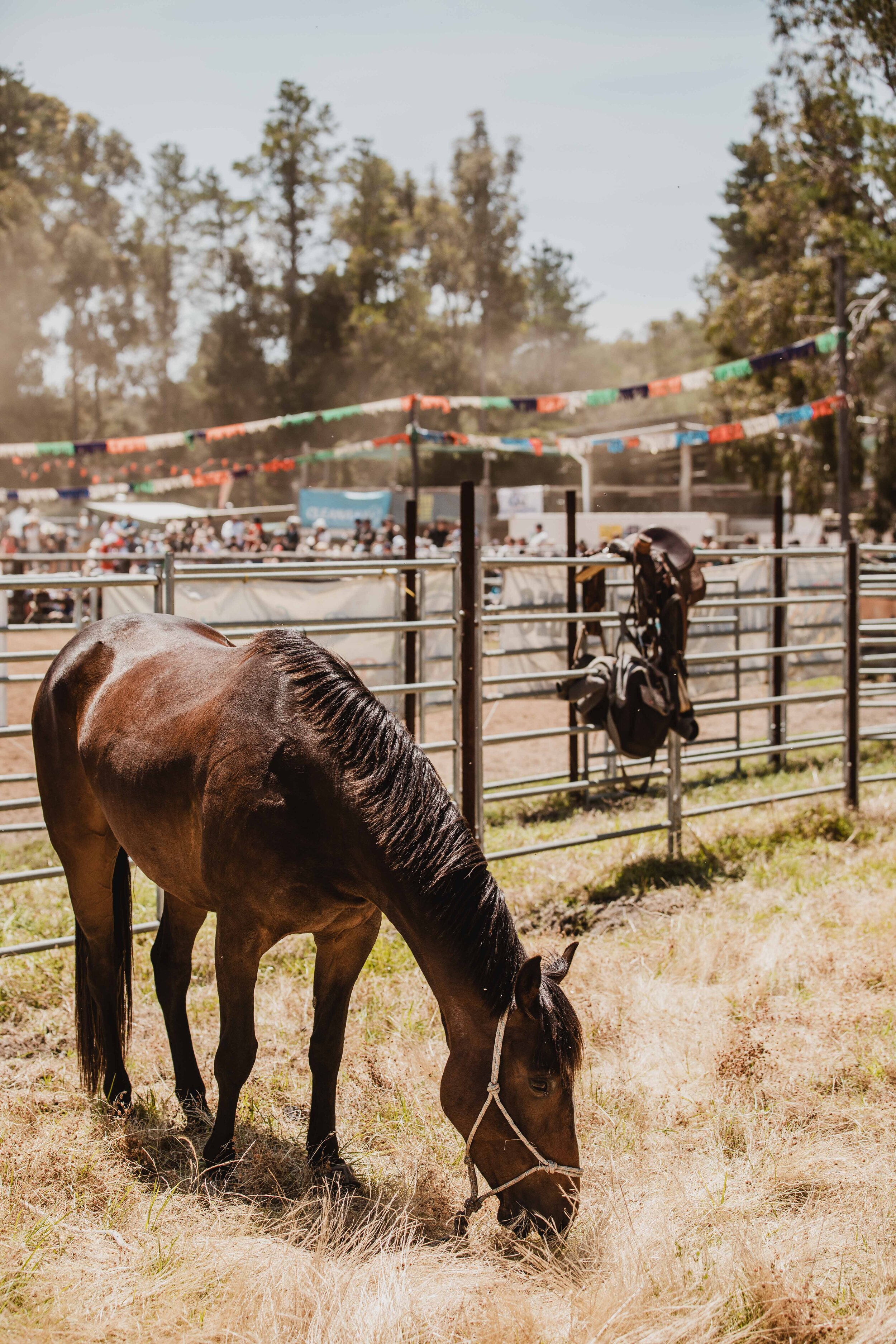 BoddingtonRodeo20_0055.jpg