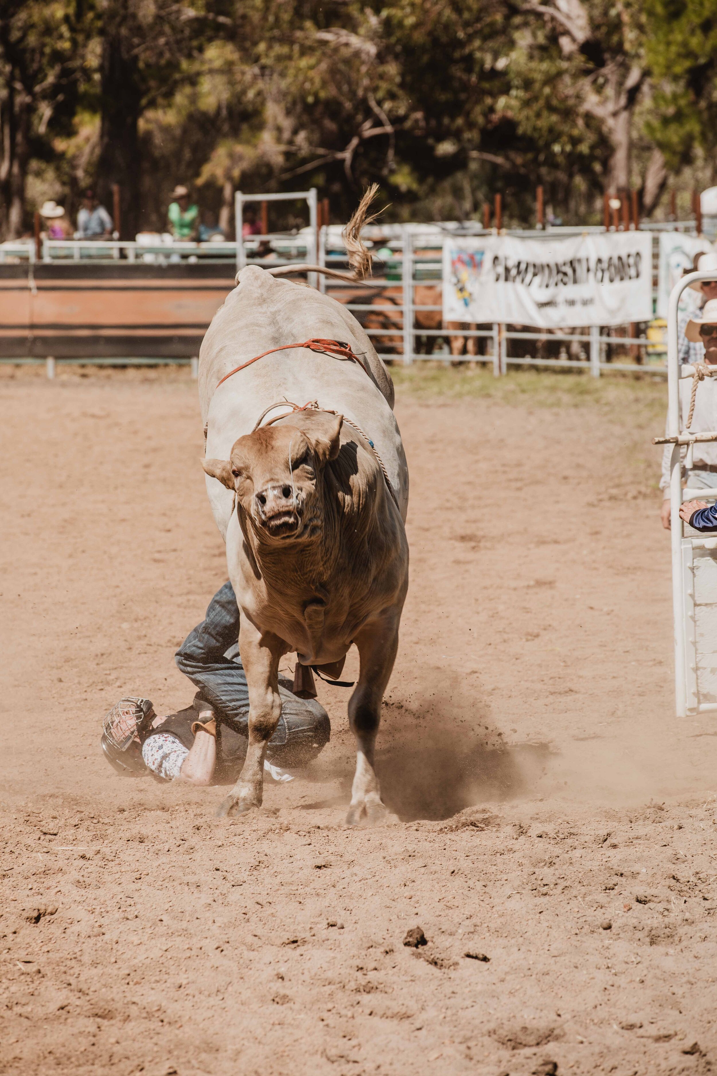 BoddingtonRodeo20_0682.jpg