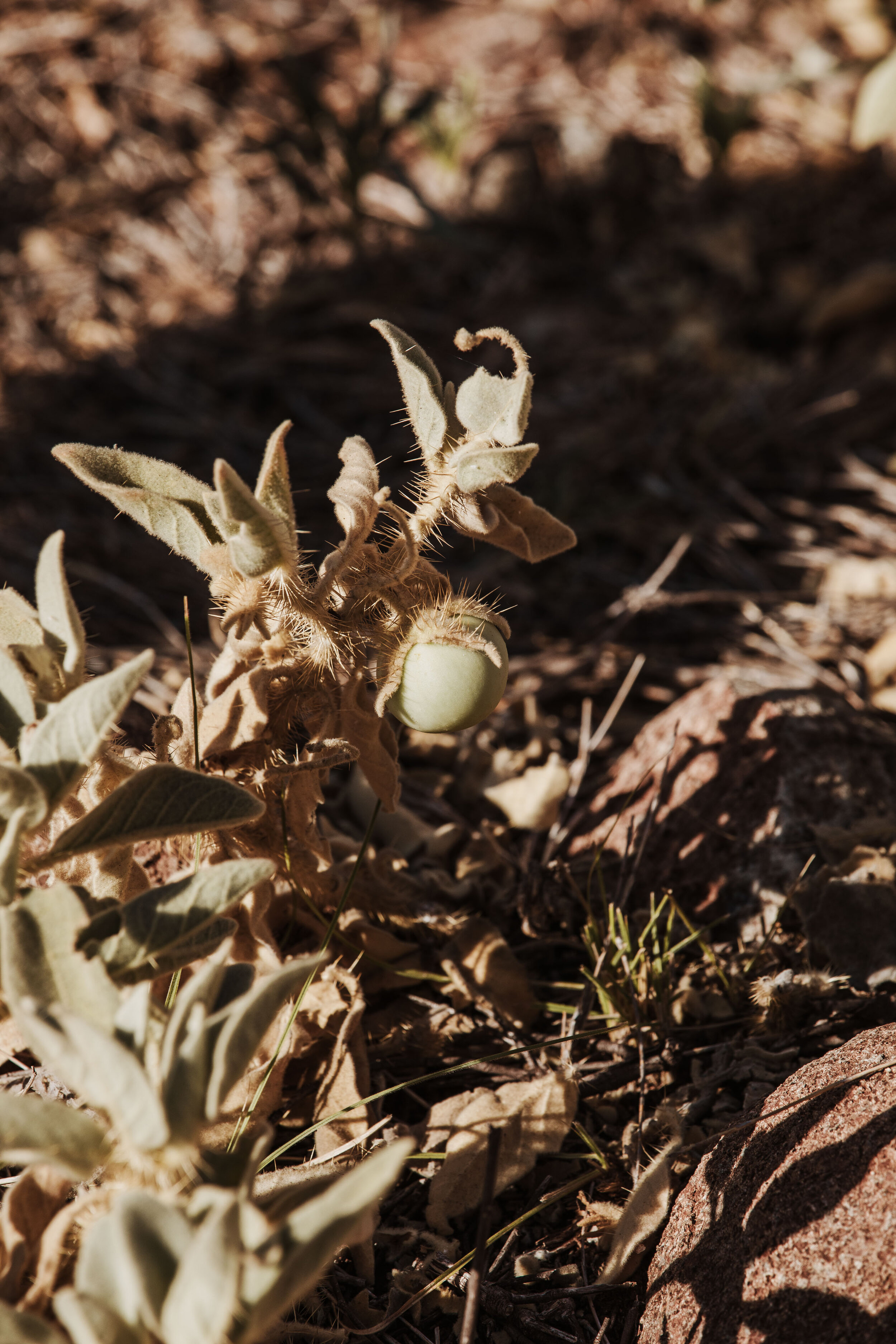  Garlumbu (Bush Tomato). 