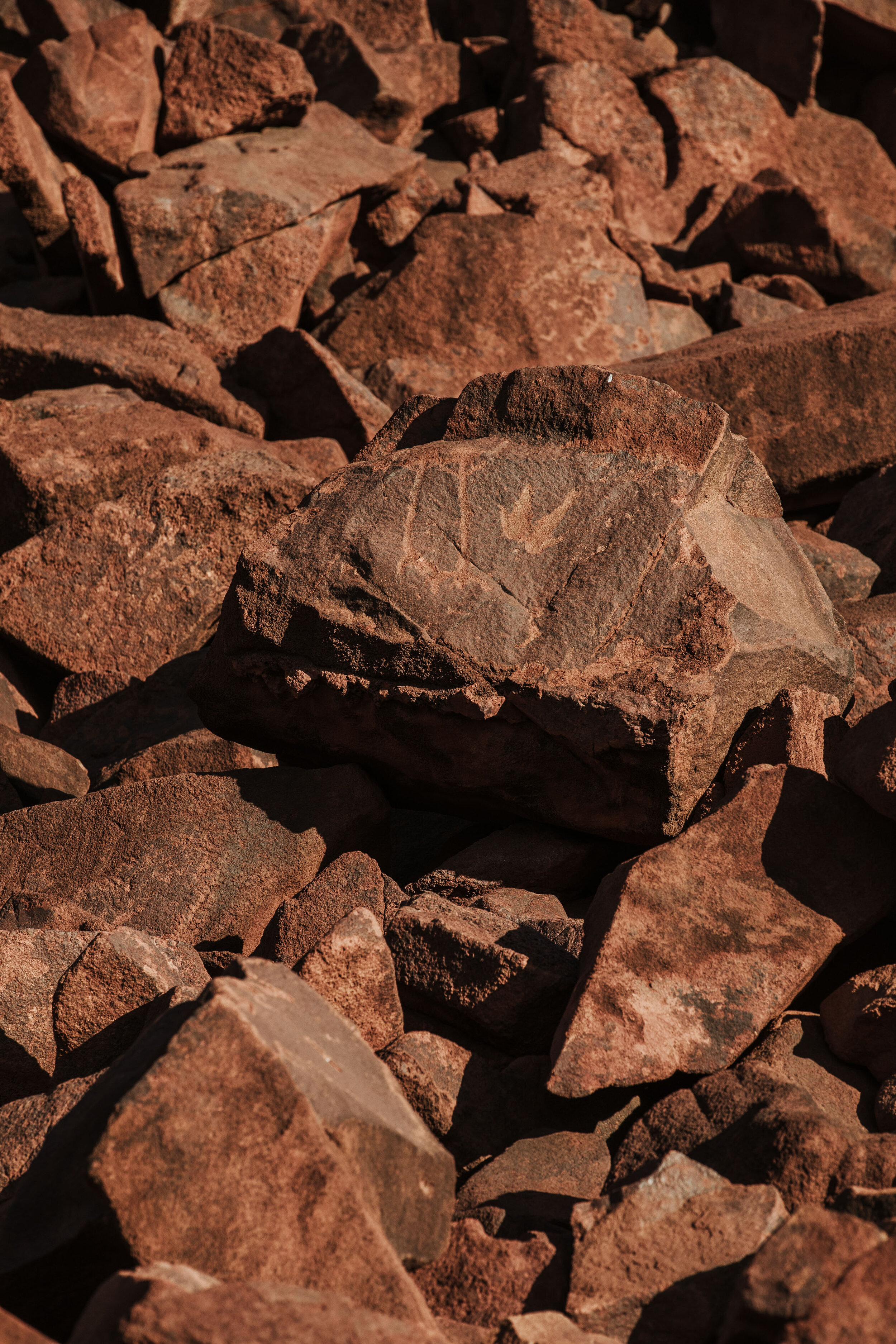  Rock art of animal tracks at Nganjarli. 