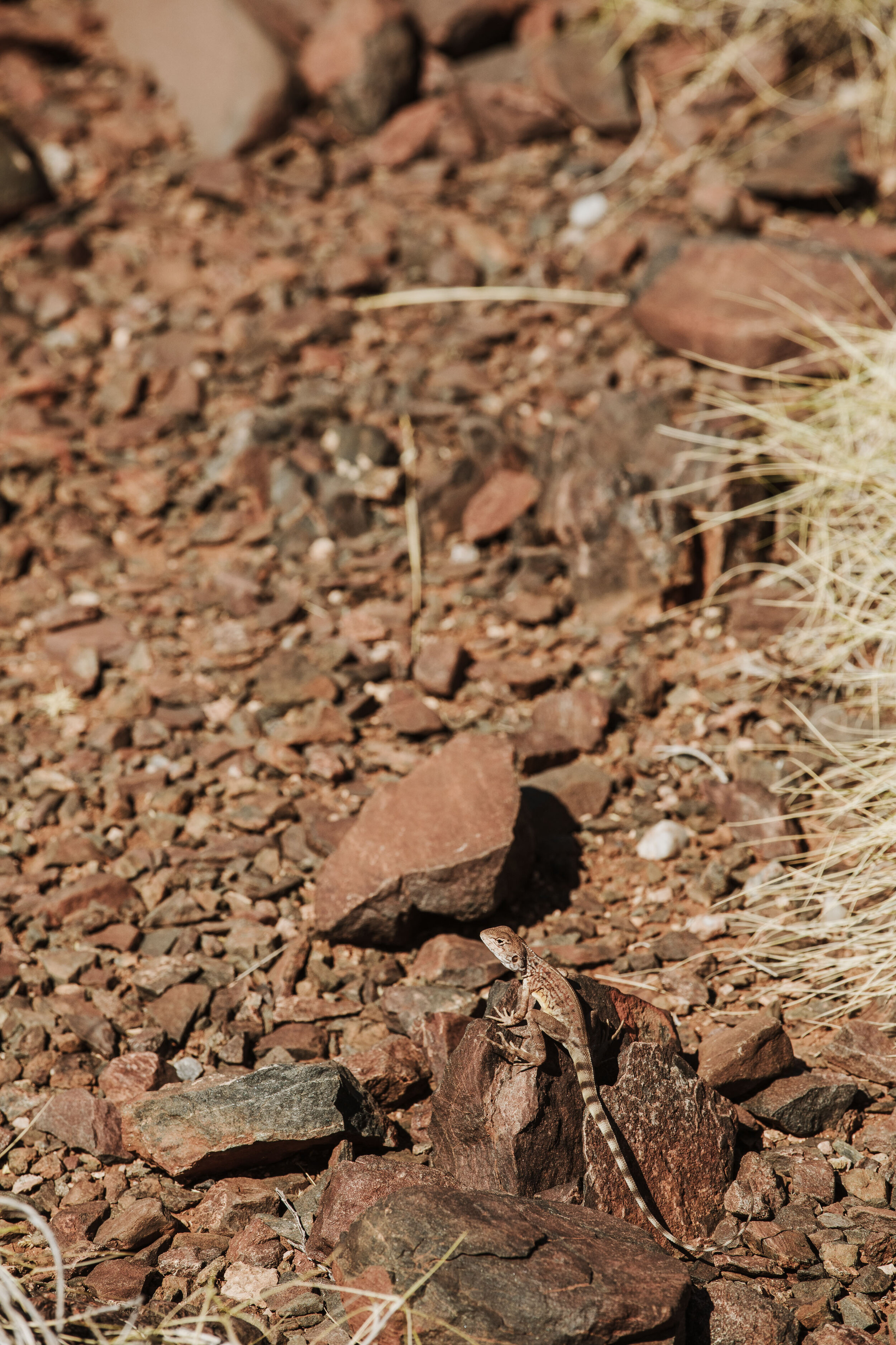  A Marnda Ngatha (Ring Tail Dragon) sitting on a rock at the Yaburara Heritage Trail. 